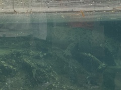 Crocodylia