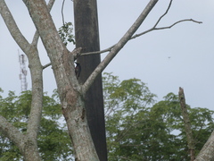 Melanerpes cruentatus