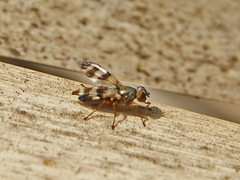 Chaetopsis fulvifrons