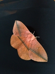 Lonomia obliqua