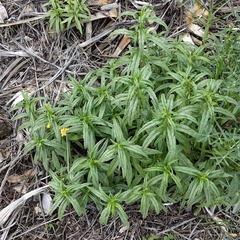 Diplacus longiflorus