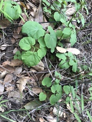 Cardamine californica