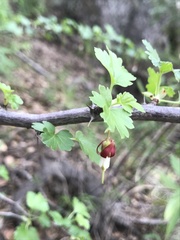 Ribes californicum