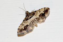 Nacoleia amphicedalis