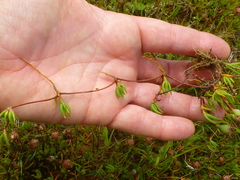 Lampranthus filicaulis