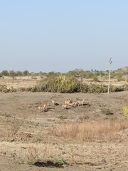 Boselaphus tragocamelus