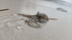 Octopus minor