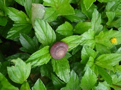 Quantula striata
