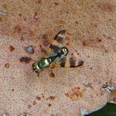 Chaetopsis fulvifrons