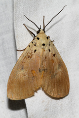 Asota iodamia