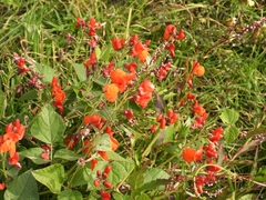 Phaseolus coccineus