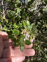 Arctostaphylos sensitiva