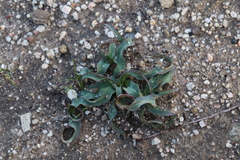 Chlorogalum pomeridianum