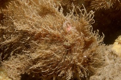 Antennarius striatus