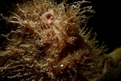 Antennarius striatus