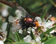 Amenia chrysame