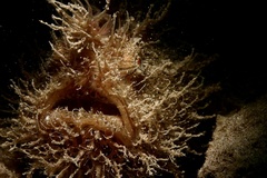 Antennarius striatus