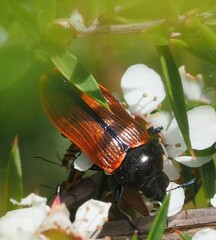 Castiarina rufipennis