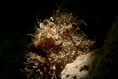 Antennarius striatus