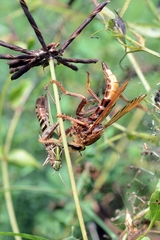 Asilus crabroniformis