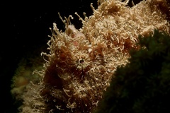 Antennarius striatus