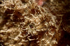Antennarius striatus