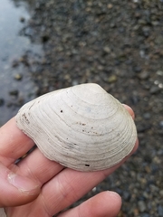 Macoma