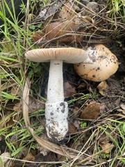 Amanita velosa