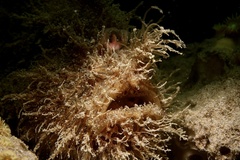 Antennarius striatus