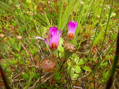Lampranthus filicaulis