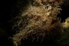 Antennarius striatus