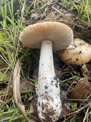 Amanita velosa