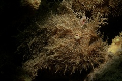 Antennarius striatus