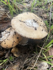 Amanita velosa