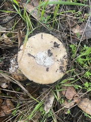 Amanita velosa