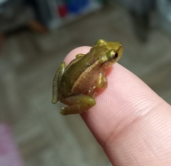 Scinax tymbamirim