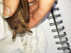 Syconycteris australis