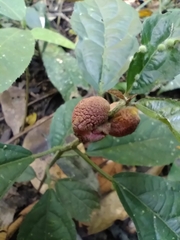 Neolasioptera farinosa