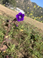 Phacelia parryi