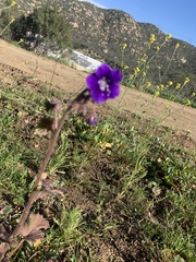 Phacelia parryi