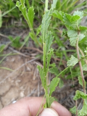 Nidorella podocephala