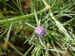 Eryngium paludosum