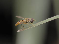 Episyrphus viridaureus