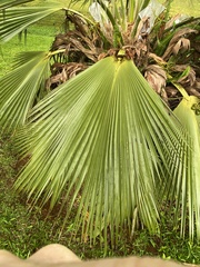 Pritchardia