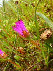 Lampranthus filicaulis