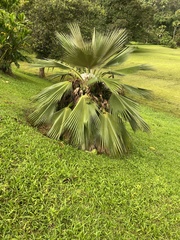 Pritchardia