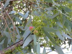 Eucalyptus largiflorens