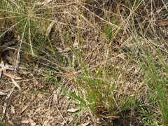 Enteropogon acicularis