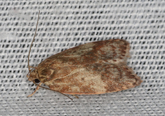 Oligoloba severa