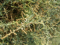 Nitraria billardierei